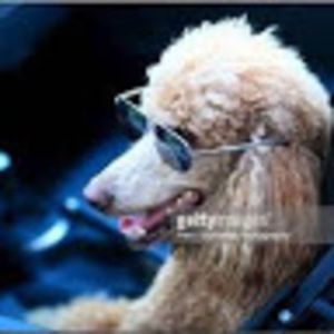 Meet your Posher, Oswald